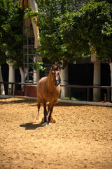 Beautiful Spanish brown horse from andalusia in outdoor exhibition. Córdoba Spain. 