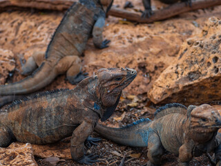 Brown iguanas in the wild, nature park. Lizard colony, close-up