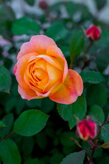 Beautiful rose in a green garden