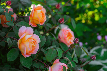 Beautiful rose bush in a green garden