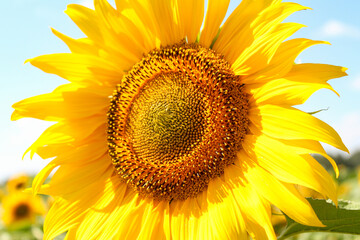 Naklejka premium Sunflower closeup in the sun