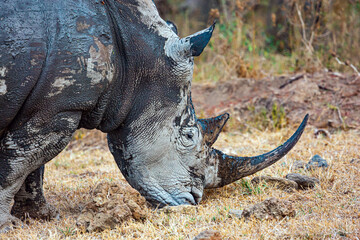 Fototapeta premium The rhinoceros. Portrait in profile