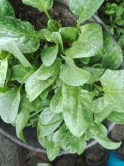 Spinach seedlings