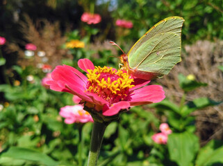 Brimstone butterfly. Gonepteryx rhamni. Feeding on a Zinnia flower.