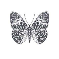 Butterfly isolated on white background. Vector