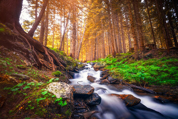 Forest creek with silky smooth waterfall