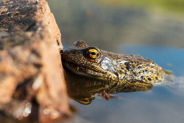 Rana temporaria swimming in lake
