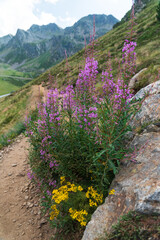 Mountain wild flowers shot in Andorra