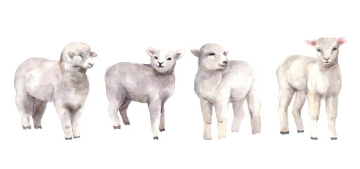 Watercolor cute sheep set. Festival greeting islamic. Watercolor graphic animal cartoon sheep. Poster design. Sheep drawing sheep creative watercolor background