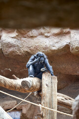 monkey relaxing at wild forest