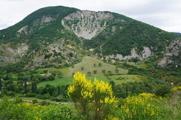 landscape with yellow broom flowers and trees in south of france