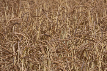 Ein Foto Ausschnitt von Roggen, trocken, reif für die Ernte