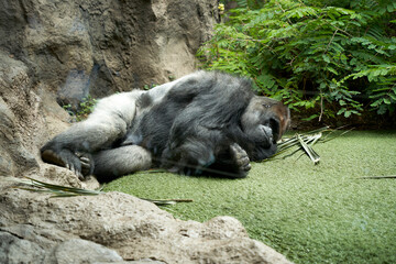 monkey relaxing at wild forest