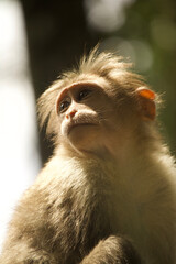 Close Up of Monkey Looking Into the Distance