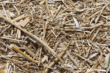 Einstreu Stroh Reste Häcksel Überbleibsel von der Ernte im Sonnen Licht