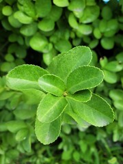 거리를 지키고 있는 풀