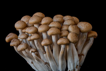 mushrooms grow on a black background, an ingredient for cooking