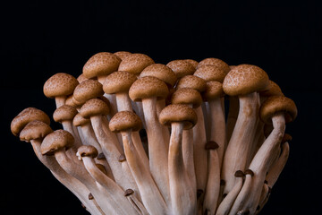 mushrooms grow on a black background, an ingredient for cooking