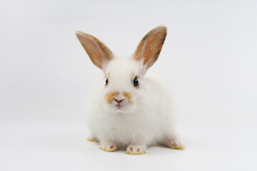 adorable bunny isolated on grey background, young fluffy rabbit sitting on grey background