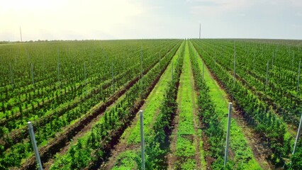 Bird's eye view of a horticultural nursery with many fruit trees.