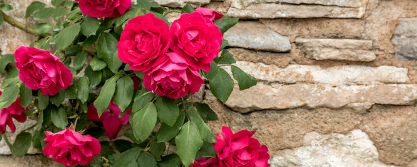 Blooming red rose bush against stone wall