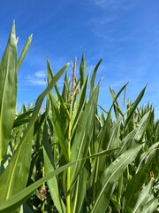 Green cornfield and blue sky background