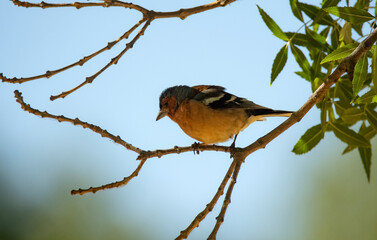 pinzon en la rama de un arbol