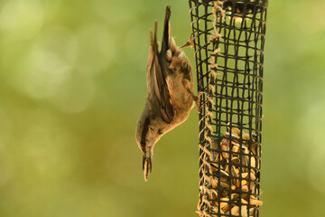 trepador azul en el comedero  para aves