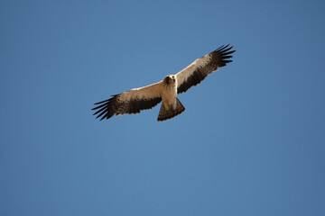 aguila calzada en el cielo volando