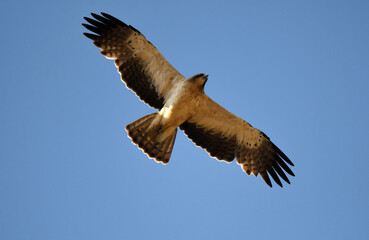 aguila calzada en el cielo volando