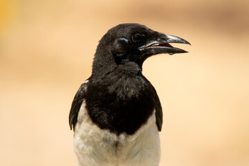 urraca en el bebedero en verano