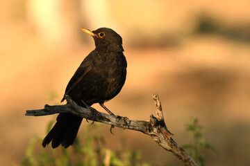 mirlo en el campo en verano