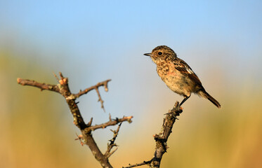 tarabilla en el campo en verano