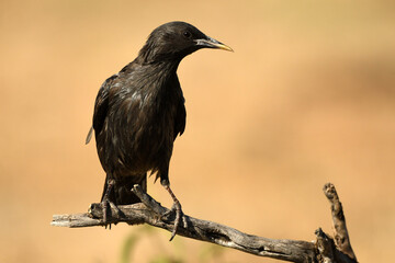 estornino en el campo en verano