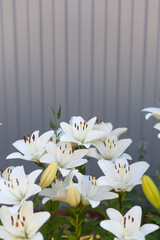 White lilies against a gray metal fence. Summer. Gardening. Vertical banner with space for text