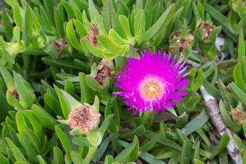 Carpobrotus edulis ice plant