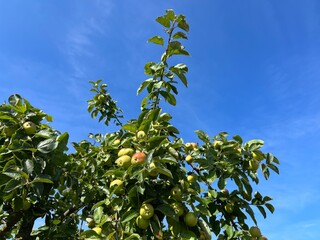 Fototapeta na wymiar Fresh apples on the tree branches, organic apples