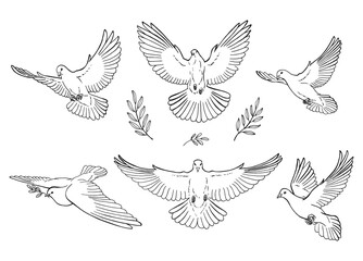 Set of dove outline. Line art style isolated. Hand drawn vector illustration. - obrazy, fototapety, plakaty