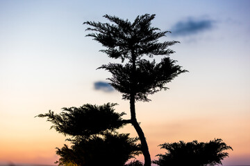 Beautiful sunset and the silhouette of a tree