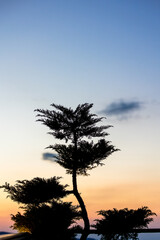 Beautiful sunset and the silhouette of a tree