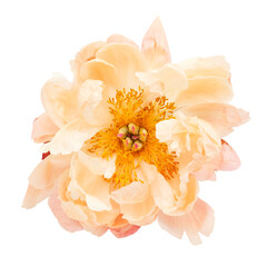 Peony flower isolated on white background