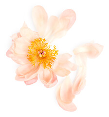 Peony flower isolated on white background