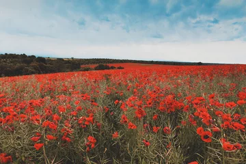 Fototapeten a poppies field © Sergii Mostovyi