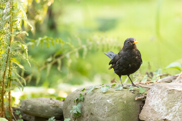 blackbird