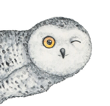 Watercolour drawing of cute winking snowy owl, peeking around the corner. Funny positive picture for design decoration, banner, greeting card. Hand painted water color sketch on white background.