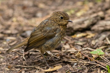 juvenile robin on forest floor