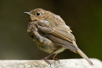 juvenile robin