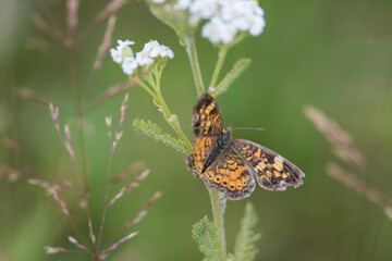 Orange spotted butterfly on foliage