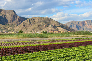 Vega Baja del Segura - Orihuela, su huerta, sierra y entorno.