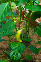 Young fruits of pepper on the branches